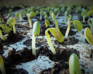 seed saving