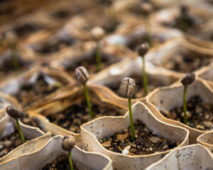 seedlings growing next to each other