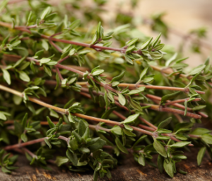 thyme