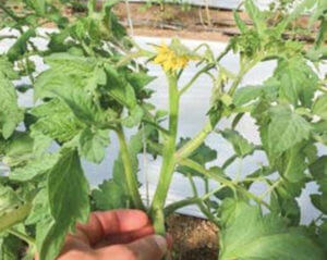 Stem and flower of a tomato plant