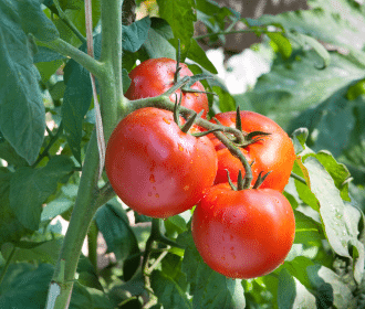 healthy plants