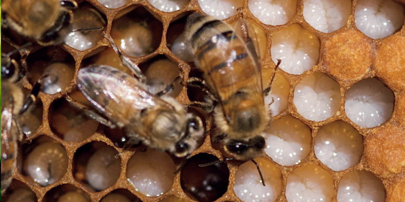 Organic Practices for Honeybee Health Top-Bar Beekeeping