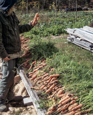 harvesting carrots