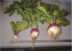 turnips