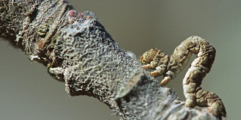 insects on fruit trees