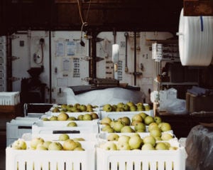 apples being made into cider