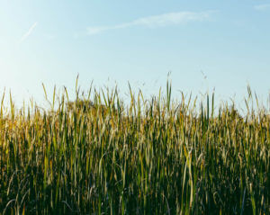 tall grass