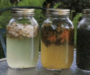 wild yeast starter ewith apple and dandelion flowers