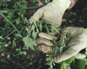 October garden planning