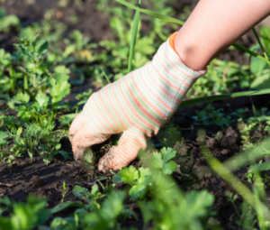 weeding hands canva The right way to Develop Wholesome Crops: Strengthening Your Farm or Backyard’s Immune System