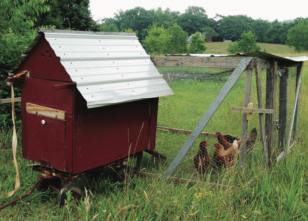 chicken tractors