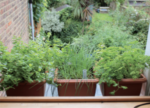 container gardening on windowsill