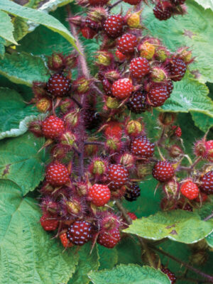 wineberries - raspberries