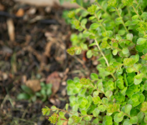 soil remediation with woodchip