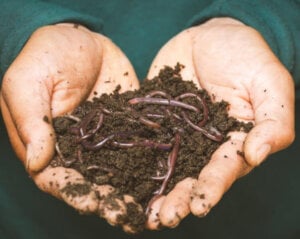 worm farmer worms in hand