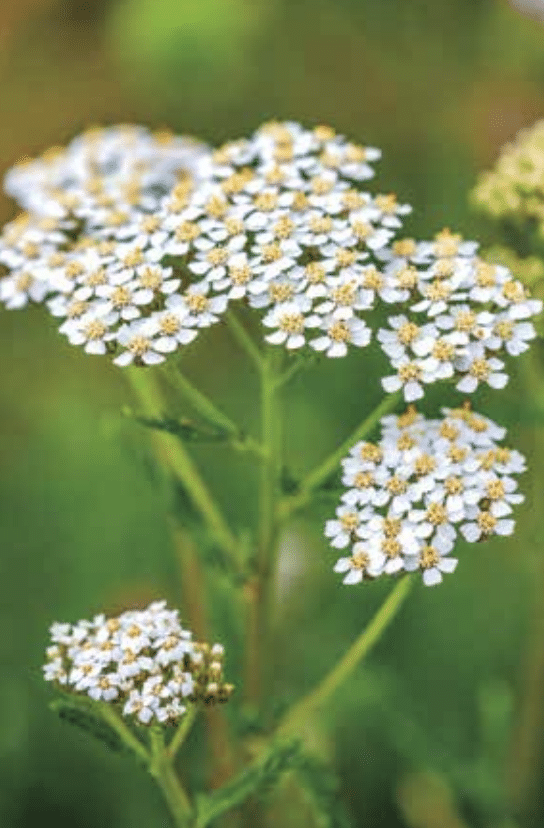 Clusters of tiny white flowers with yellow centers on tall green stems in a grassy background.