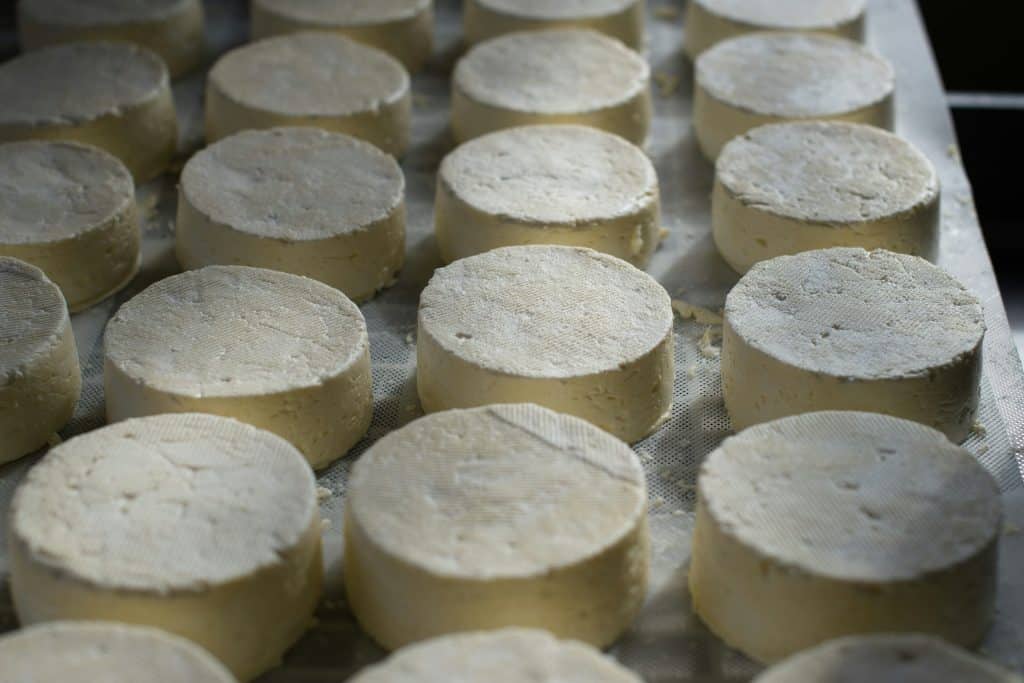 Row of small, pale cheeses arranged in rows on a drying rack or tray.